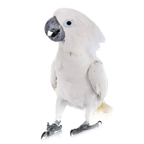 Umbrella Cockatoo