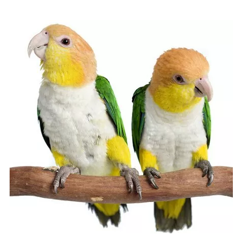 Yellow-Thighed Caique