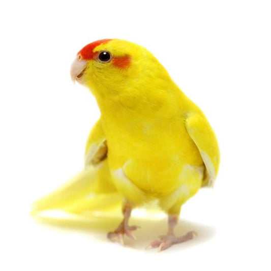 Kakariki